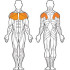 Задні дельти та м'язи грудей комбінований FWF А 101